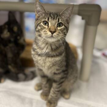 Theo -  Domestic Short Hair Cat for Adoption in Norwalk, Connecticut - Theo | PetCurious