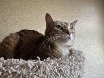 American Shorthair Cats Available for Adoption in Mountain Home, Arkansas - Daisy | PetCurious