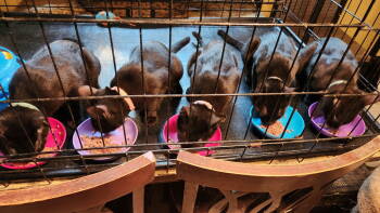 Rescue Domestic Short Hair Cats for Adoption in Longwood, Florida - Eartha | PetCurious