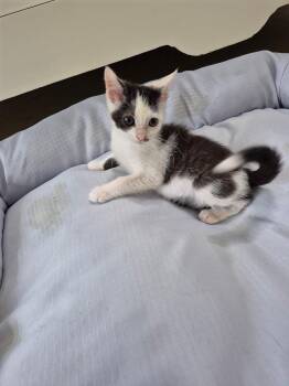 Rescue Domestic Short Hair Cats for Adoption in Philadelphia, Pennsylvania - Comfy | PetCurious