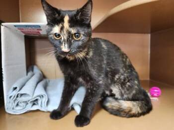 Lucinda $25 -  Domestic Short Hair Cat for Adoption in Seneca, South Carolina - Lucinda $25 | PetCurious