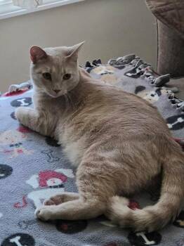 Wally -  Tabby Cat for Adoption in Charlotte, North Carolina - Wally | PetCurious