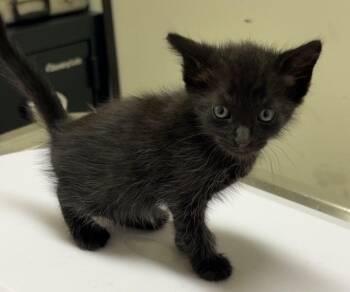 Charity -  Domestic Medium Hair Cat Available for Adoption in Park Row, Texas - Charity | PetCurious