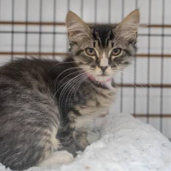 Matilda -  Domestic Long Hair Cat for Adoption in Pawling, New York - Matilda | PetCurious