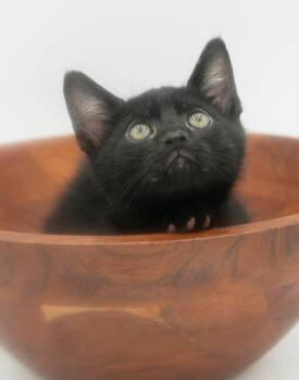 Liam Knox our love bug Tiny tot snuggle bug -  Bombay Cat for Adoption in Bedford Hills, New York - Liam Knox Our Love Bug Tiny Tot Snuggle Bug | PetCurious