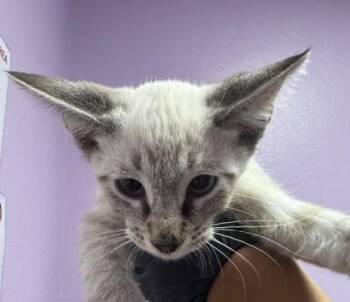61531820 -  Domestic Short Hair Cat for Adoption in El Paso, Texas - 61531820 | PetCurious