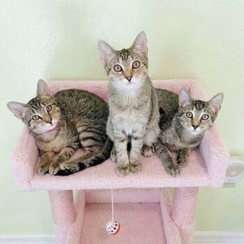 Mocca -  Domestic Short Hair Cat for Adoption in Tampa, Florida - Mocca | PetCurious