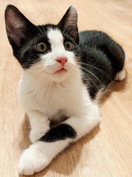Basil -  Tuxedo and Domestic Short Hair Cat for Adoption - Basil | PetCurious