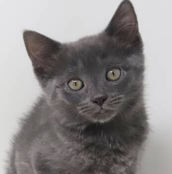 Russian Blue and Nebelung Cats Available for Adoption in Bedford Hills, New York - Molly Is Simply Magic!  Mushy Floofy And Just Wonderful! | PetCurious