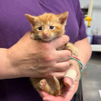Chicago -  Domestic Short Hair Cat for Adoption in Trenton, New Jersey - Chicago | PetCurious
