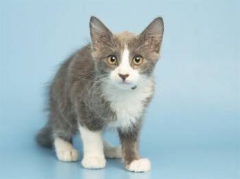 JACK -  Domestic Short Hair Cat for Adoption in Phoenix, Arizona - JACK | PetCurious