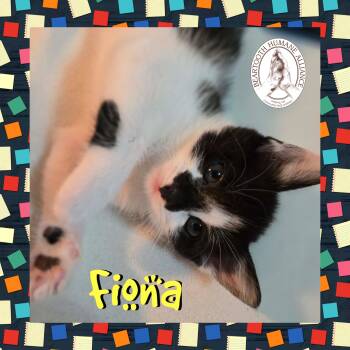 Rescue Domestic Short Hair Cats for Adoption in Red Lodge, Montana - Fiona | PetCurious