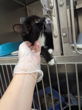 Rescue Domestic Short Hair Cats for Adoption in Rocky Mount, North Carolina - Laffy 105703 | PetCurious