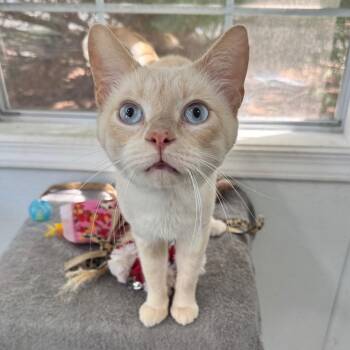 Privateer -  Domestic Short Hair Cat for Adoption in Fredericksburg, Virginia - Privateer | PetCurious