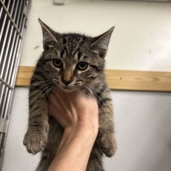 Rescue Domestic Short Hair Cats for Adoption in Ruckersville, Virginia - Utah | PetCurious