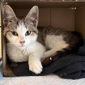 Domestic Short Hair Cats Available for Adoption in Fort Lauderdale, Florida - Dreyfus | PetCurious