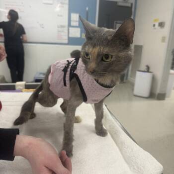 Domestic Short Hair Cats Available for Adoption - Vogue | PetCurious