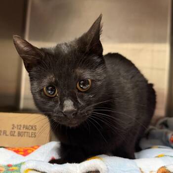 Jazz -  Domestic Short Hair Cat for Adoption in Cody, Wyoming - Jazz | PetCurious