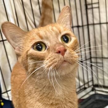 Nala -  Domestic Short Hair Cat for Adoption in Bismarck, North Dakota - Nala | PetCurious