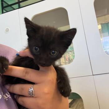 ColbyJack -  Domestic Short Hair Cat for Adoption in Lake Jackson, Texas - ColbyJack | PetCurious