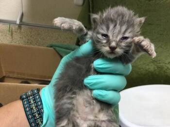 Domestic Short Hair Cats Available for Adoption in Riverside, California - A1913075 | PetCurious