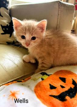 Wells -  Extra Toes Cat Hemingway Polydactyl Cat for Adoption in Binghamton, New York - Wells | PetCurious