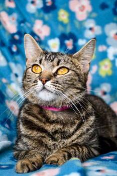 Domestic Short Hair Cats Available for Adoption in Yakima, Washington - Sewphie | PetCurious