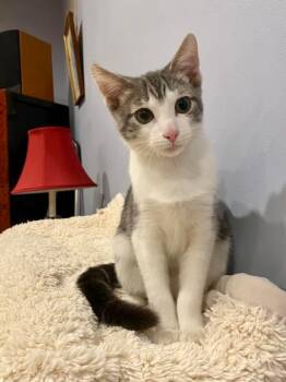 Rescue Domestic Short Hair Cats for Adoption in Rochelle Park, New Jersey - Abby | PetCurious