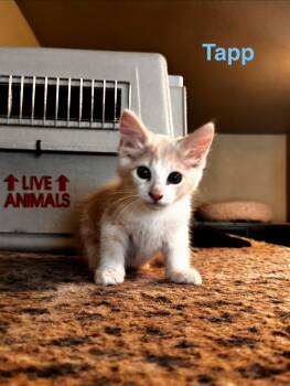 Tapp -  Siamese Cat for Adoption in Wasilla, Alaska - Tapp | PetCurious