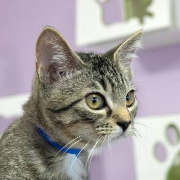 Woodly -  Domestic Short Hair Cat for Adoption in Mckean, Pennsylvania - Woodly | PetCurious