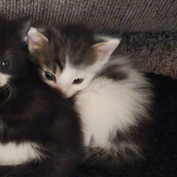 Domestic Short Hair Cats Available for Adoption in Evensville, Tennessee - Mads Mikkelsen | PetCurious