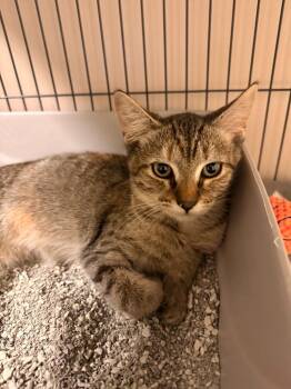 Acorn -  Domestic Short Hair Cat for Adoption in Blountville, Tennessee - Acorn | PetCurious