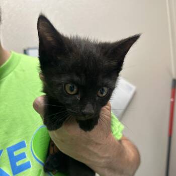 Linda From Next Door -  Domestic Short Hair Cat for Adoption in Morganton, North Carolina - Linda From Next Door | PetCurious
