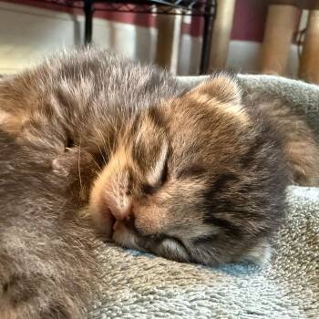 Domestic Short Hair Cats Available for Adoption in Granville, Ohio - Tourmaline | PetCurious