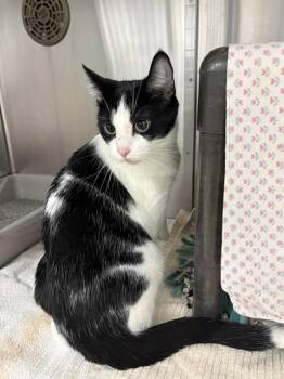 MERCY -  Domestic Short Hair Cat for Adoption in Minneapolis, Minnesota - MERCY | PetCurious