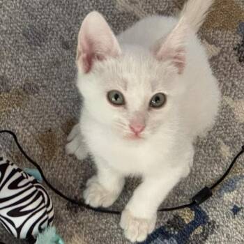 Mew Miller -  Domestic Short Hair Cat for Adoption in Morrison, Colorado - Mew Miller | PetCurious