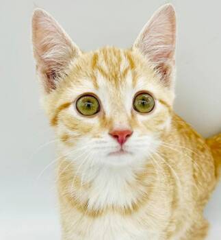 Boots is our bouncy baby boy - Precious sweet and SOOO smart -  Tabby Cat for Adoption in Bedford Hills, New York - Boots Is Our Bouncy Baby Boy - Precious Sweet And SOOO Smart | PetCurious