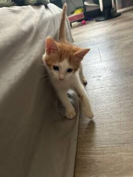 River HS (darker orange) -  Domestic Short Hair Cat for Adoption in West Peoria, Illinois - River HS (darker Orange) | PetCurious