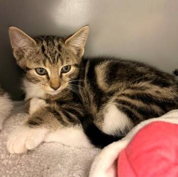 LANGUR -  Domestic Short Hair Cat for Adoption in Leesburg, Virginia - LANGUR | PetCurious