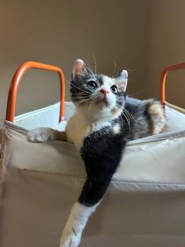 Jenny -  Domestic Short Hair Cat for Adoption - Jenny | PetCurious
