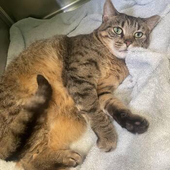 Miss Kitty -  American Shorthair Cat for Adoption in Greenbelt, Maryland - Miss Kitty | PetCurious