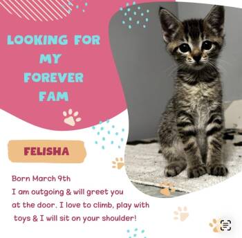 Tabby Cats Available for Adoption in Grand Haven, Michigan - Felisha  | PetCurious