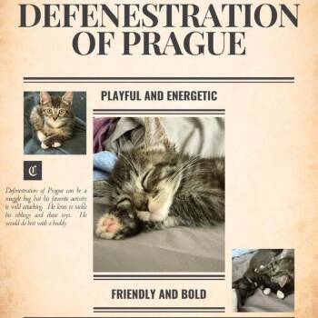 Defenestration of Prague -  Domestic Medium Hair Cat for Adoption in Westminster, California - Defenestration Of Prague | PetCurious