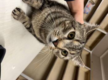 Rescue Bengal Cats for Adoption in Castile, New York - Chip | PetCurious