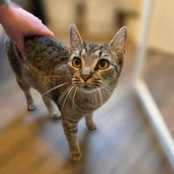 Shortcake -  Domestic Short Hair Cat for Adoption in Rocky Mount, Virginia - Shortcake | PetCurious