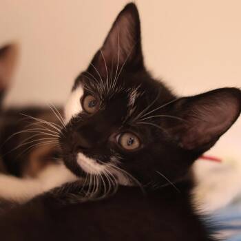 Gary (red collar) -  Domestic Short Hair Cat for Adoption in Philadelphia, Pennsylvania - Gary (red Collar) | PetCurious