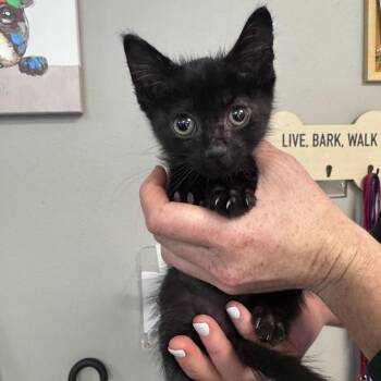 Yamaha -  Domestic Short Hair Cat for Adoption in Lufkin, Texas - Yamaha | PetCurious