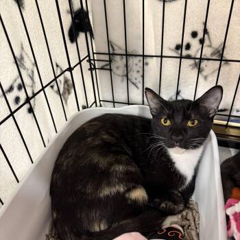 Rescue Tortoiseshell and Calico Cats for Adoption in Fresno, California - Peony | PetCurious