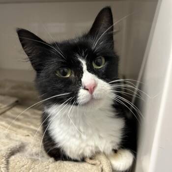 Nesquik -  Domestic Medium Hair Cat for Adoption in Watertown, New York - Nesquik | PetCurious