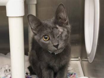 JIRO -  Domestic Short Hair Cat for Adoption in Phoenix, Arizona - JIRO | PetCurious